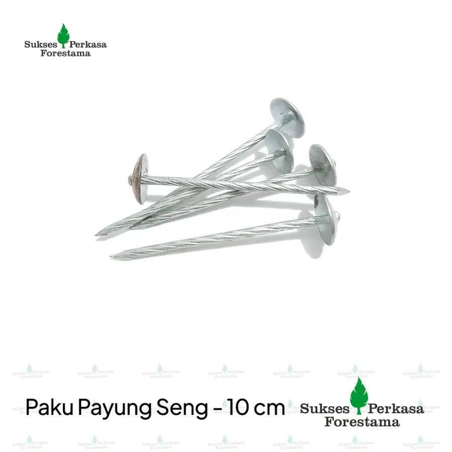 Paku Payung Seng - 10 cm