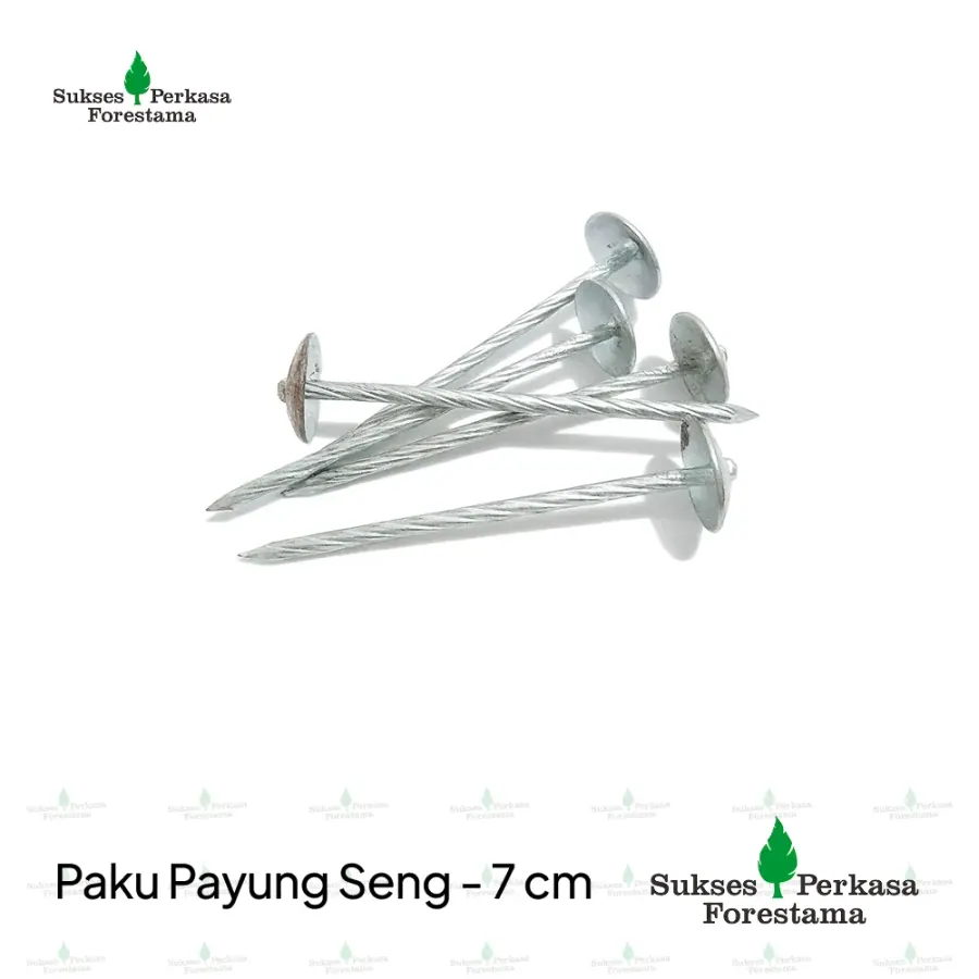 Paku Payung Seng - 7 cm